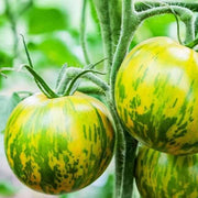 Orange Green Tomato Seeds