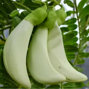 Bokful Seeds - Sesbania grandiflora Flower Seeds