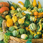 Ornamental Mix Pumpkin Seeds