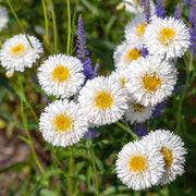 Snow Lady Shasta Daisy Seeds