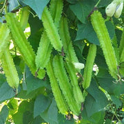 Green Winged Bean Seeds