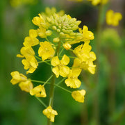 Brown Brassica Juncea Mustard Seeds, Herbal