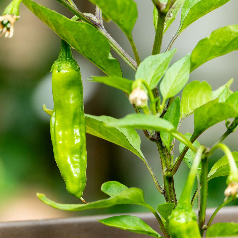 Shishito Pepper Seeds