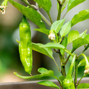 Shishito Pepper Seeds