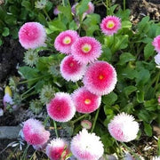 Pink White Bellis Seeds