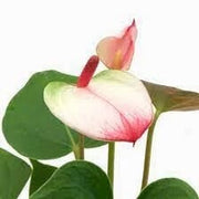White Pink anthurium Seeds