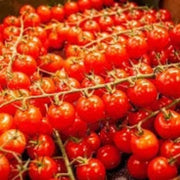 Cherry Tomato Seeds