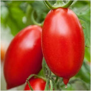 Giallo Grandi Amish Tomato Seeds