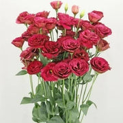 Red Wildflower Lisianthus Seeds