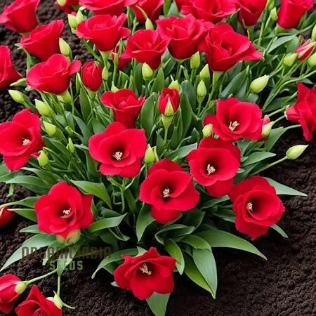 Red Wildflower Lisianthus Seeds