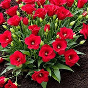Red Wildflower Lisianthus Seeds