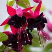 Black & Pink Seeds, Wildflower Fuchsia