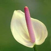 White Pink anthurium Seeds
