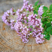 Purple Butterfly Oregano Seeds, Herbal
