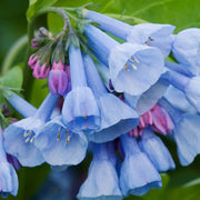 Virginia Bluebells Mertensia Virginica Seeds