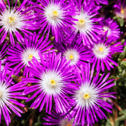 Delosperma Ice Seeds