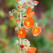 Sphaeralcea Ambigua Desert Mallow Seeds