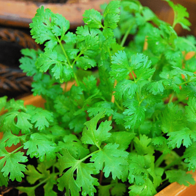 Fiesta Green Coriander Seeds, Herbal