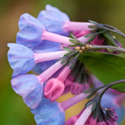 Virginia Bluebells Mertensia Virginica Seeds