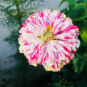 Peppermint Stick Zinnia Seeds