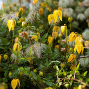 Tangutica Clematis Seeds