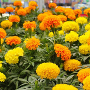 African Mix Marigold Seeds