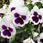 Purple White Pansy Seeds