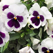 Purple White Pansy Seeds