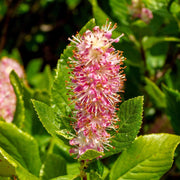 Pink Summersweet Seeds