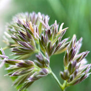 Cocksfoot Orchardgrass Seeds, Herbal