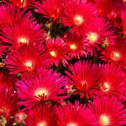 Red Ice Seeds