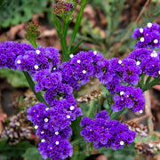 Limonium Statice Seeds