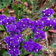 Statice Sea Lavender Seeds