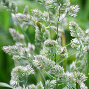 Cocksfoot Orchardgrass Seeds, Herbal