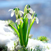 Snowdrop Seeds - All In One For Home Gardens