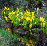 Lysichiton Americanus Skunk Cabbage Seeds