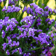 Statice Sea Lavender Seeds