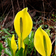 Lysichiton Americanus Skunk Cabbage Seeds
