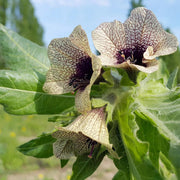 Black Henbane Seeds