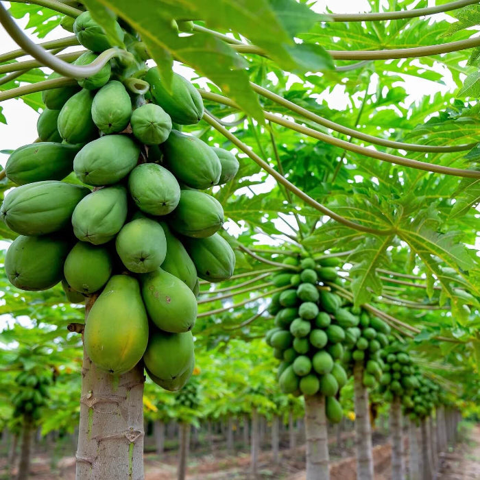 Carica Papaya Seeds