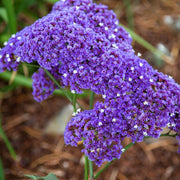 Statice Sea Lavender Seeds