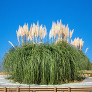 White Pampas Seeds
