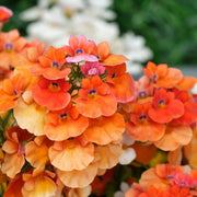 Strumosa Nemesia Seeds