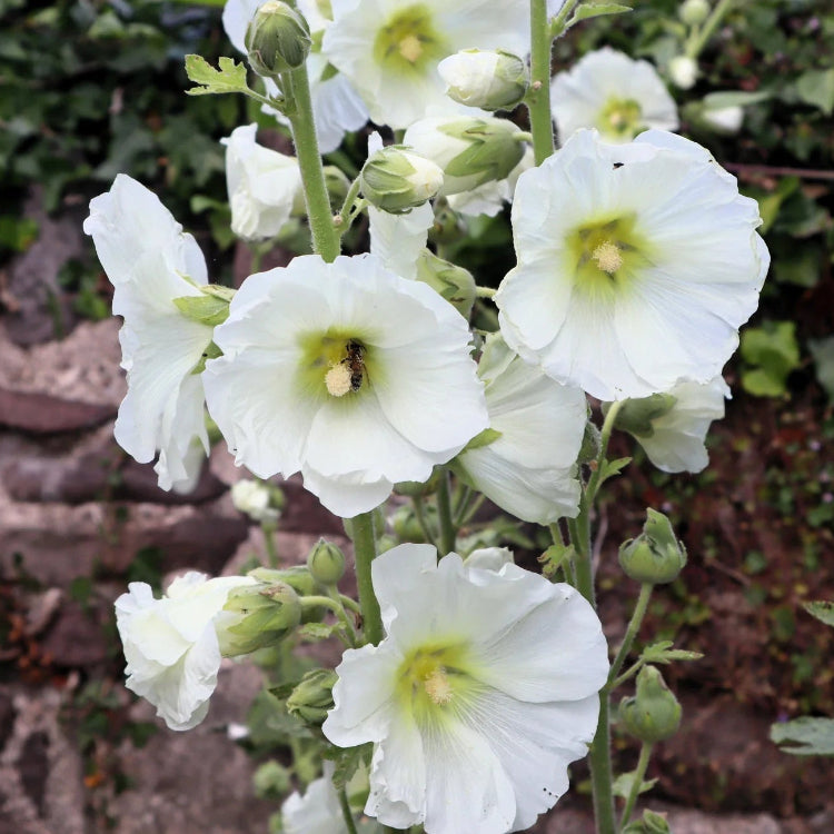 White Hollyhock Seeds