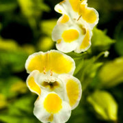 Kauai Torenia Seeds