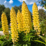 Wildflower Yellow Lupine Seeds