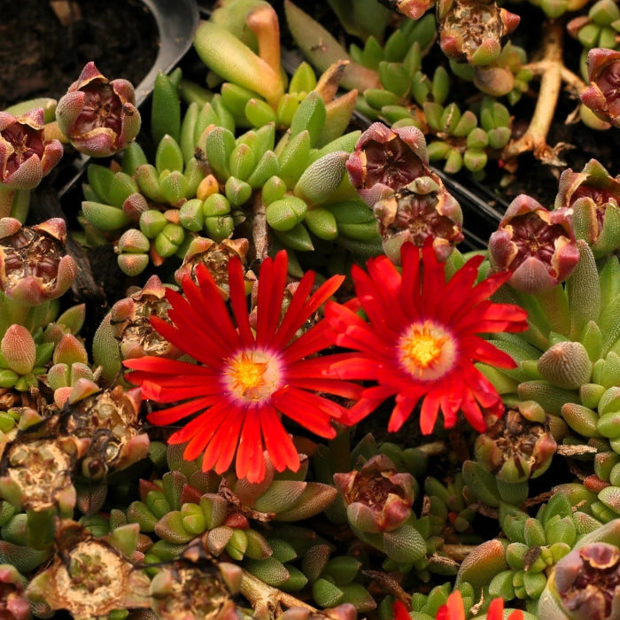 Red Ice Seeds