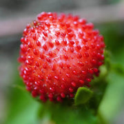 Red Mock Strawberry Seeds