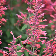 Agastache Seeds, Herbal