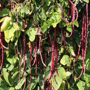 Red Noodle Bean Seeds